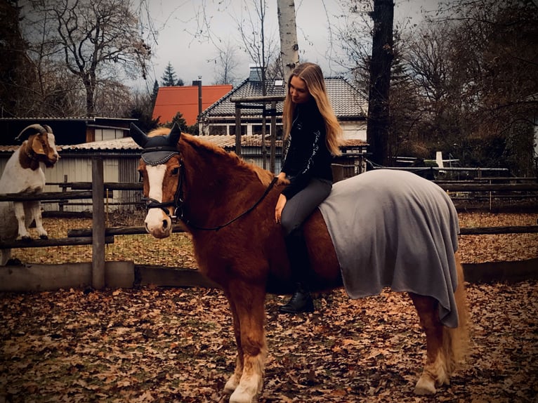 Suche Reitbeteiligung