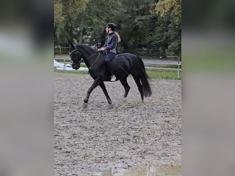 Suche Reitbeteiligung 