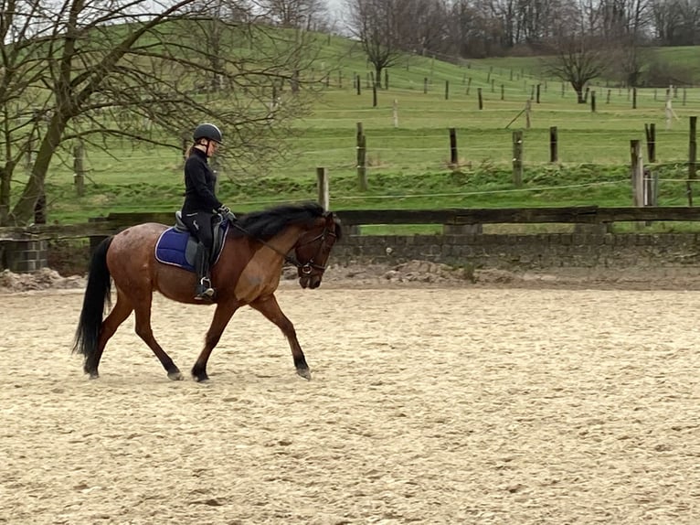 Suche Reitbeteiligung  Suche Reitbeteiligung