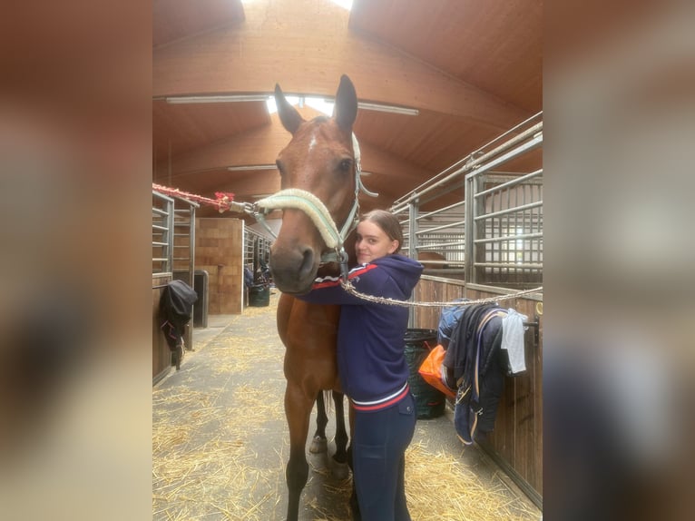Suche Reitbeteiligung 