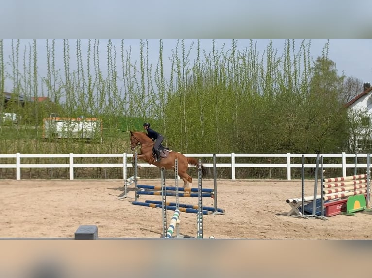 Suche Reitbeteiligung