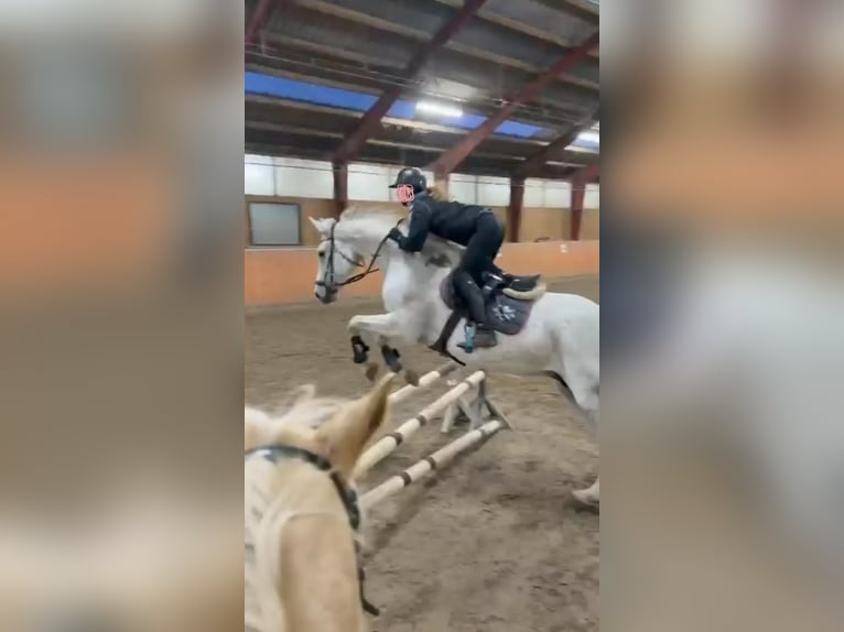 Suche Reitbeteiligung/Pferd zur Verfügung