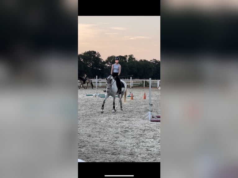 Suche Reitbeteiligung/Pferd zur Verfügung