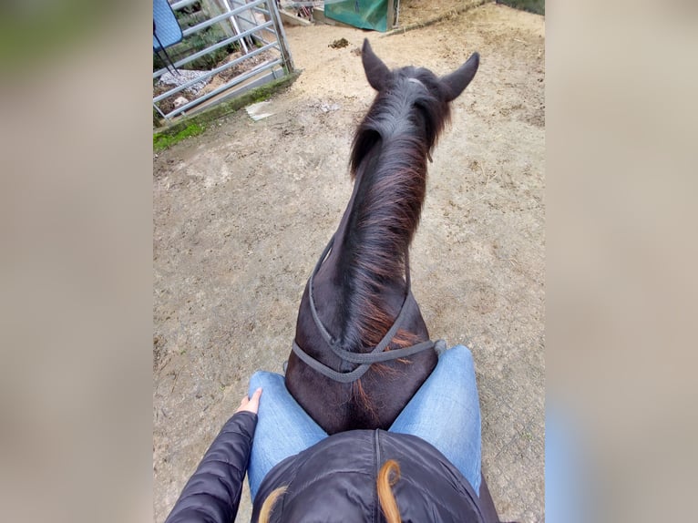 Suche Reitbeteiligung/Pflegebeteiligung