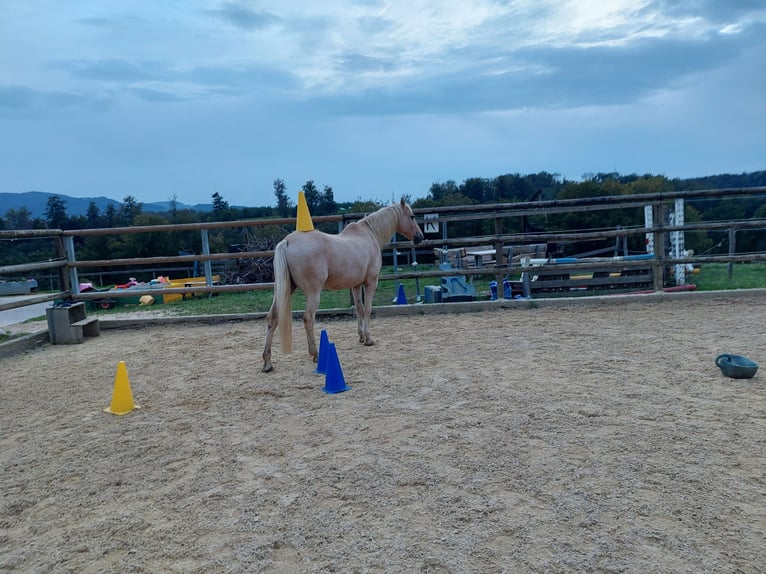 Suche Reitbeteiligung/Pflegebeteiligung