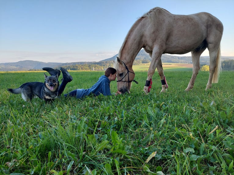 Suche Reitbeteiligung/Pflegebeteiligung