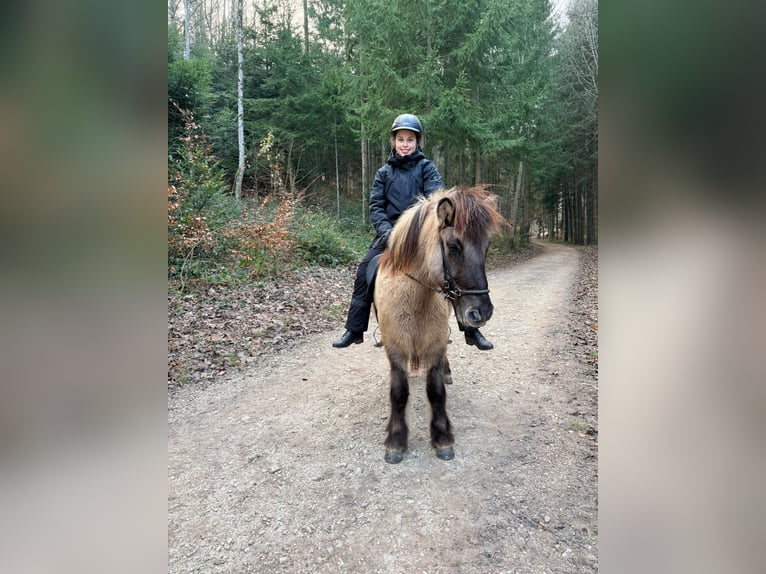 Suche Reitbeteiligung/Pflegepferd in Region Basel