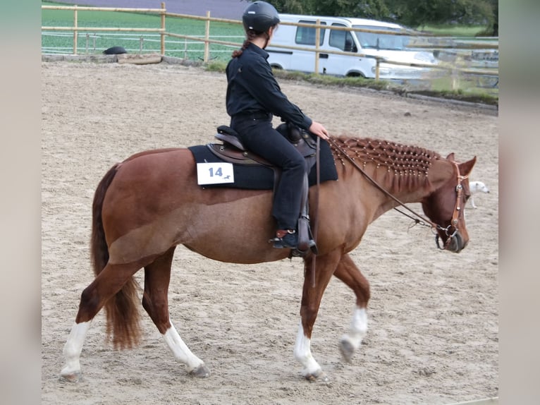 Suche Reitbeteiligung/Pflegepferd in Region Basel