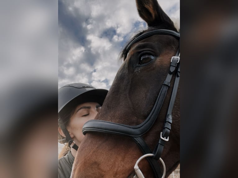 Suche Reitbeteilligung/ oder zur Verfügung (RsP) Suche Reitbeteilligung/ oder zur Verfügung (RsP)
