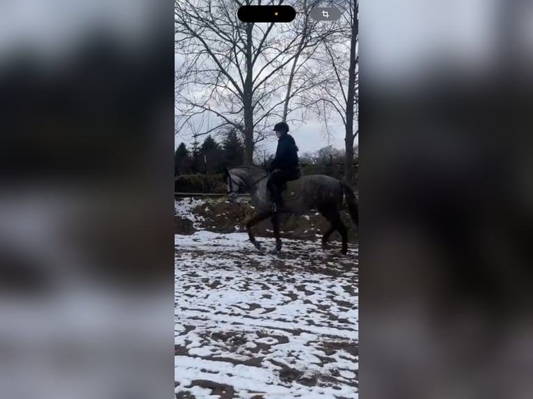 Suche Reitbeteilligung  Suche Reitbeteilligung