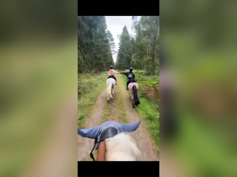 Suche Reitbeteilligung  Suche Reitbeteilligung