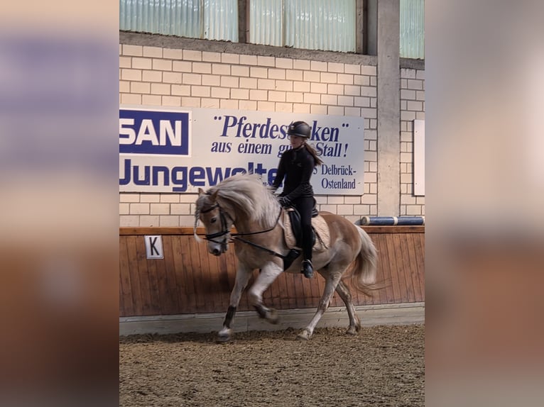 Suche Ritbeteiligung (Pferd)