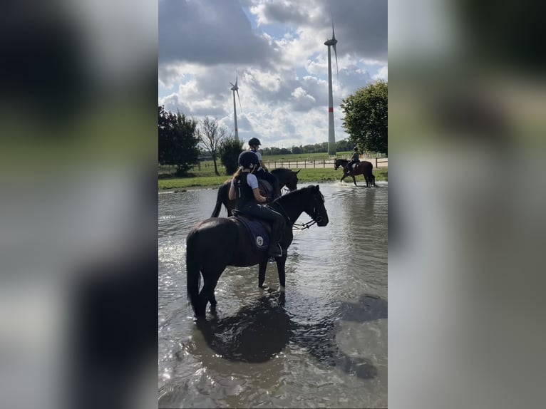 Suchen Reitbeteiligung