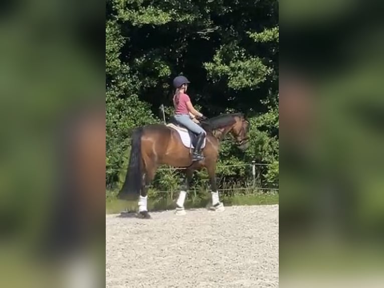 Suchen Reitbeteiligung