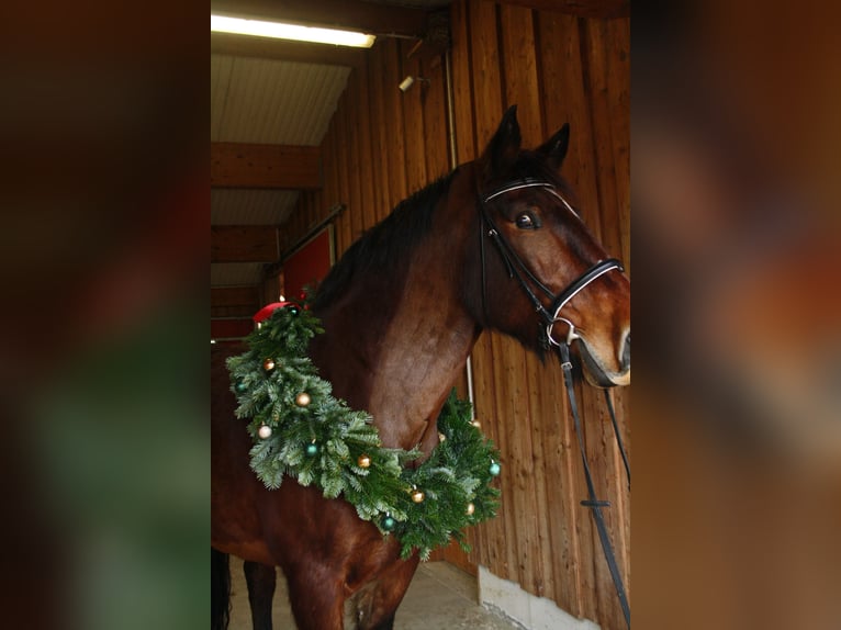 Süddeutsches Kaltblut Castrone 10 Anni 175 cm Baio chiaro in Wilhelmsdorf