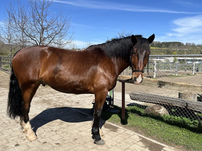 Süddeutsches Kaltblut Castrone 10 Anni 175 cm Baio chiaro in Wilhelmsdorf