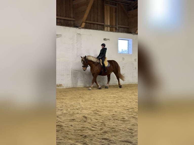 Süddeutsches Kaltblut Castrone 10 Anni 175 cm Sauro in Wiesenfelden