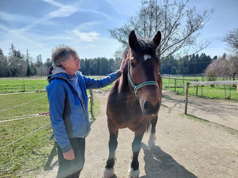 Süddeutsches Kaltblut Castrone 11 Anni 166 cm Baio scuro in Stubenberg