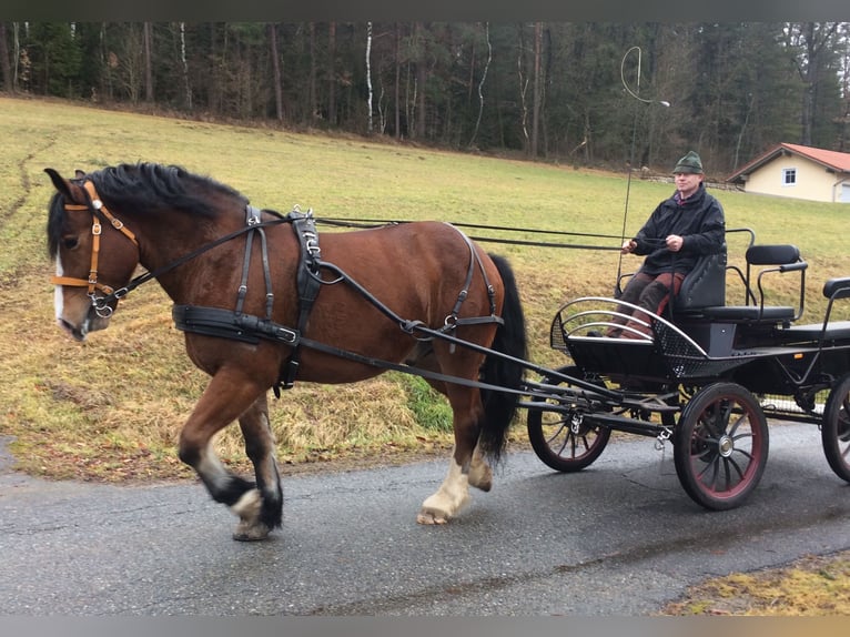 Süddeutsches Kaltblut Castrone 11 Anni 172 cm Baio in Bad K&#xF6;tzting
