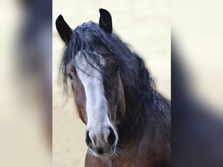 Süddeutsches Kaltblut Castrone 11 Anni 172 cm Baio in Bad K&#xF6;tzting