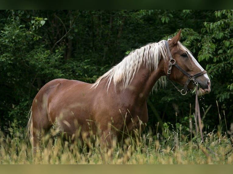 Süddeutsches Kaltblut Castrone 13 Anni 168 cm Sauro in Bisingen