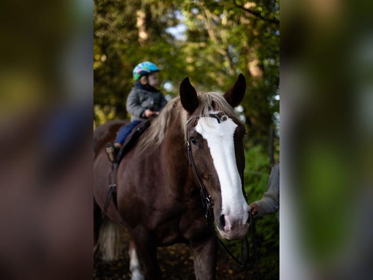 Süddeutsches Kaltblut Castrone 13 Anni 168 cm Sauro in Bisingen