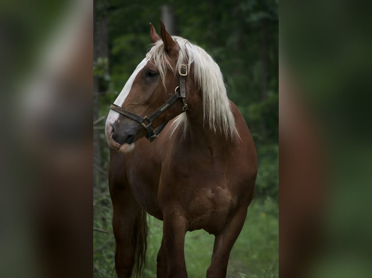 Süddeutsches Kaltblut Castrone 13 Anni 168 cm Sauro in Bisingen