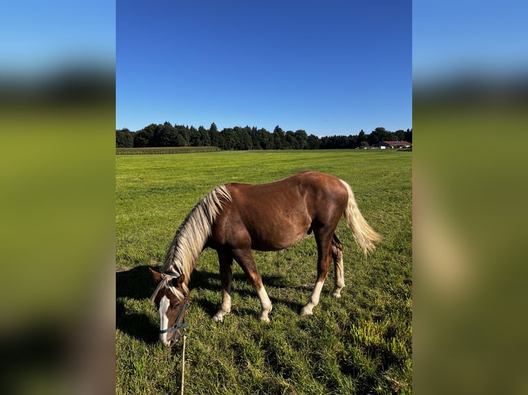 Süddeutsches Kaltblut Castrone 1 Anno 150 cm Sauro scuro in Holzkirchen