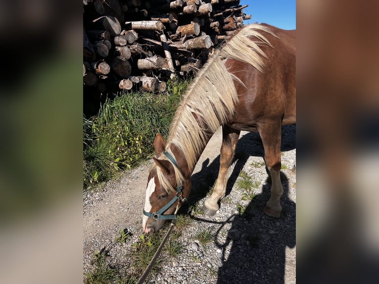 Süddeutsches Kaltblut Castrone 1 Anno 150 cm Sauro scuro in Holzkirchen
