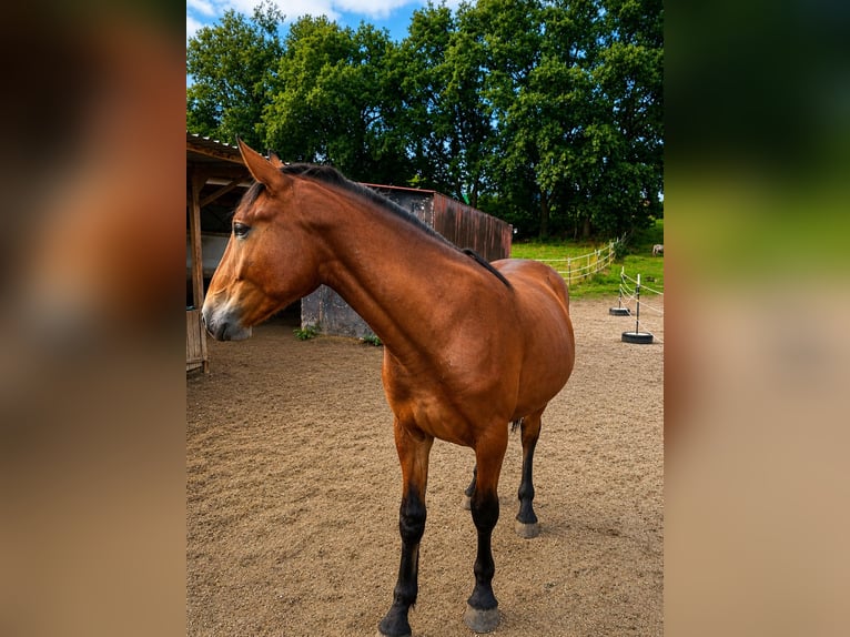 Süddeutsches Kaltblut Mix Castrone 1 Anno 154 cm Baio in Bodenkirchen