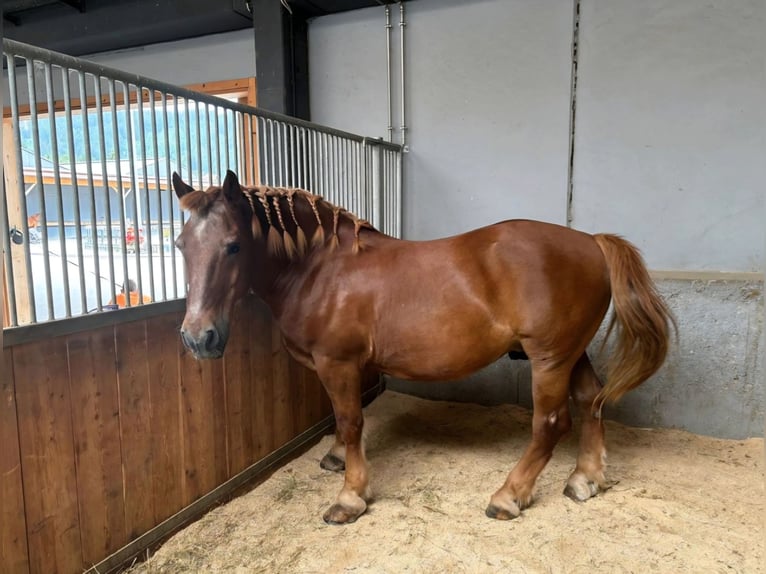 Süddeutsches Kaltblut Castrone 20 Anni 165 cm Sauro in Innsbruck