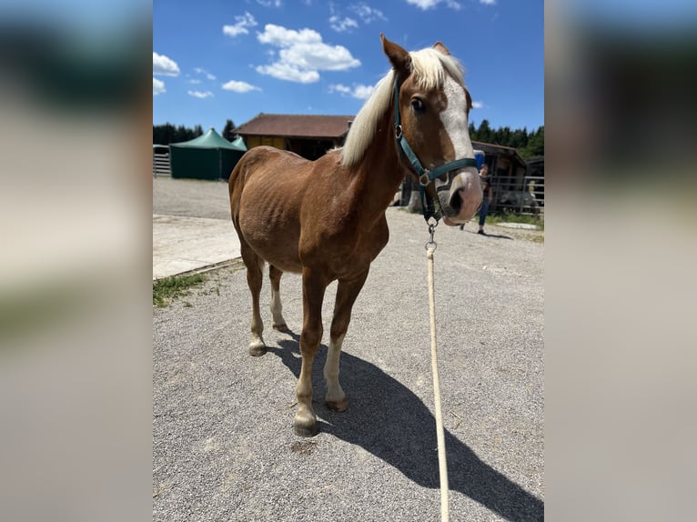 Süddeutsches Kaltblut Castrone 2 Anni 150 cm Sauro scuro in Holzkirchen