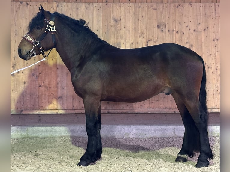 Süddeutsches Kaltblut Castrone 2 Anni 165 cm Baio in Riedlingen