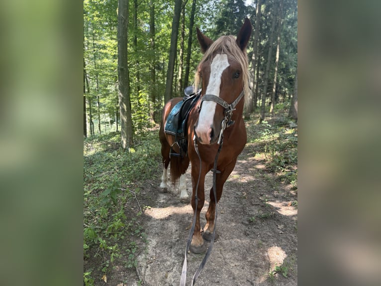 Süddeutsches Kaltblut Castrone 2 Anni 165 cm Sauro in Alfdorf
