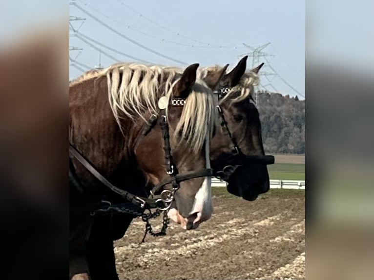 Süddeutsches Kaltblut Castrone 2 Anni 165 cm Sauro scuro in Riedlingen
