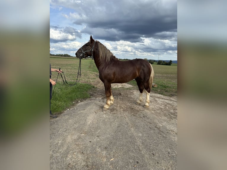 Süddeutsches Kaltblut Castrone 2 Anni 165 cm Sauro scuro in Utzstetten