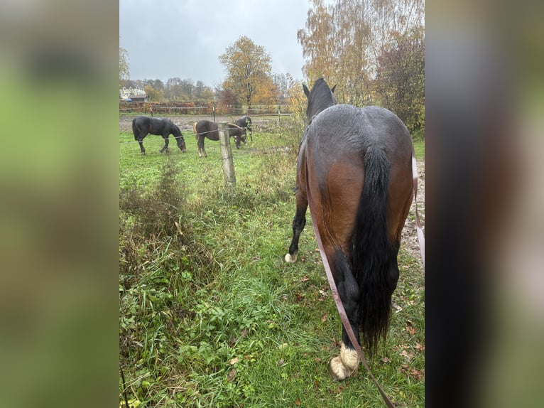 Süddeutsches Kaltblut Castrone 2 Anni 173 cm Baio in Hohenwarth