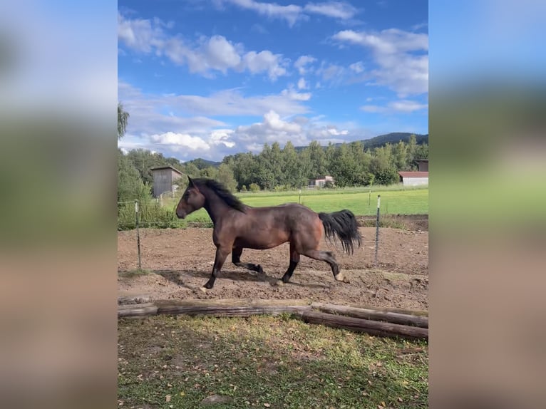 Süddeutsches Kaltblut Castrone 2 Anni 173 cm Baio in Hohenwarth