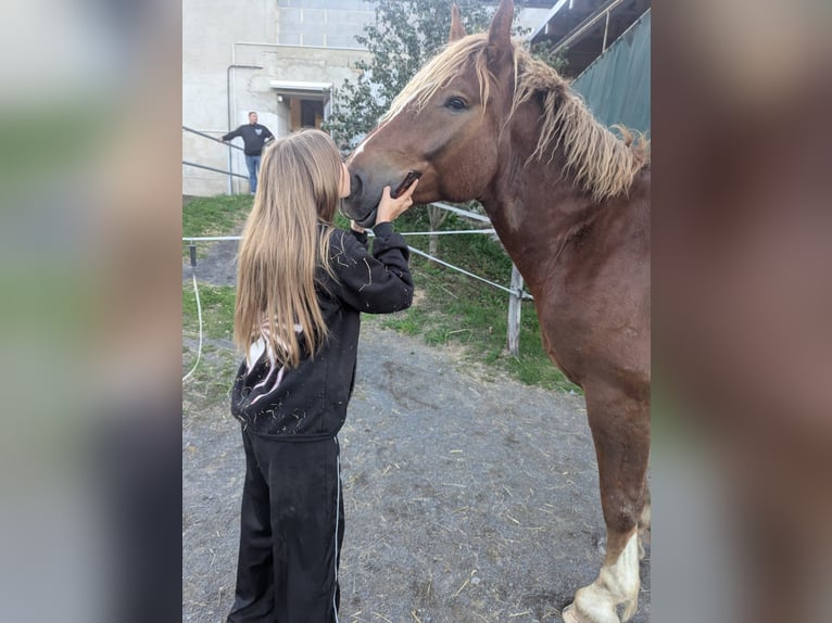 Süddeutsches Kaltblut Castrone 3 Anni 155 cm Sauro scuro in Lonnig