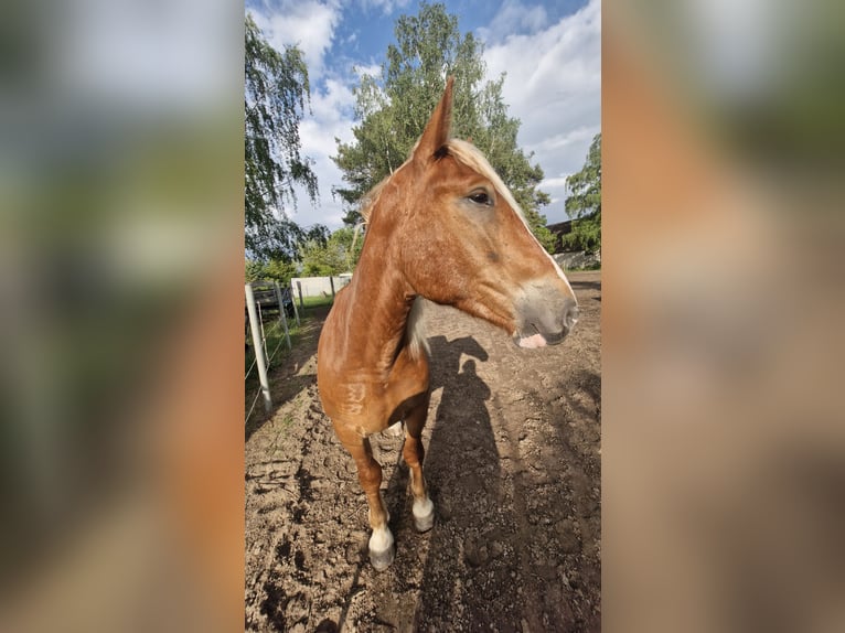 Süddeutsches Kaltblut Castrone 3 Anni 158 cm Sauro scuro in Peenemünde