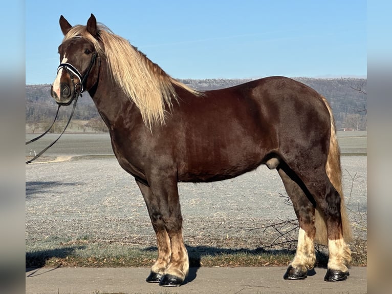 Süddeutsches Kaltblut Castrone 3 Anni 160 cm Sauro scuro in Riedlingen