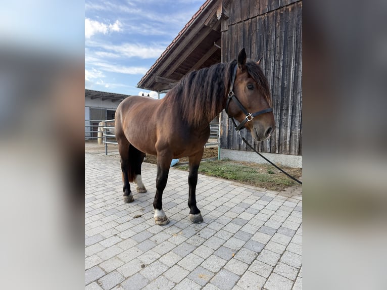 Süddeutsches Kaltblut Castrone 3 Anni 165 cm Baio in Langerringen
