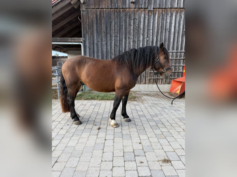 Süddeutsches Kaltblut Castrone 3 Anni 165 cm Baio in Langerringen