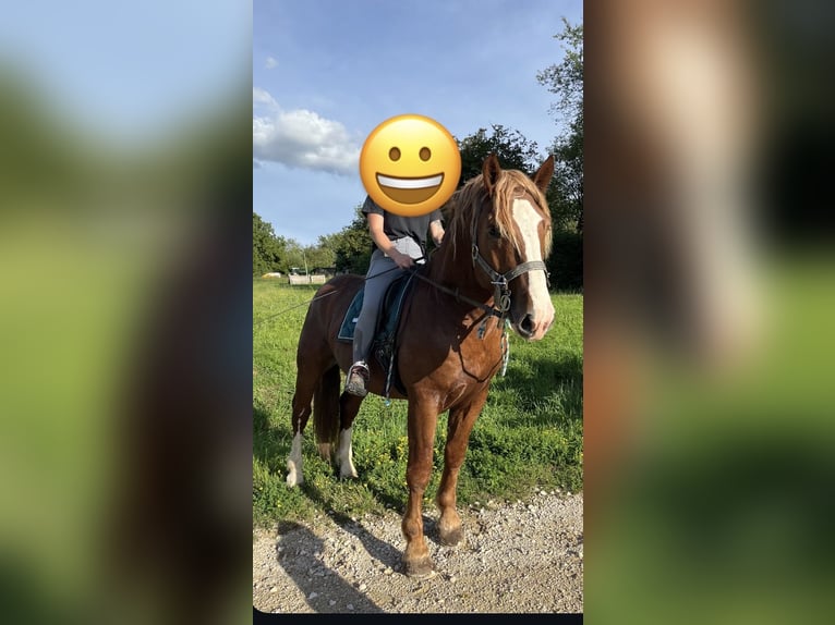 Süddeutsches Kaltblut Castrone 3 Anni 165 cm Sauro in Alfdorf