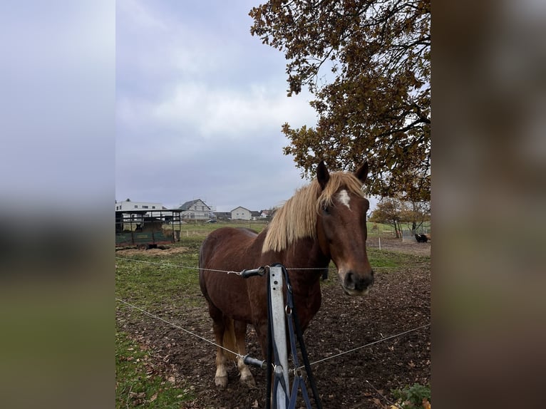 Süddeutsches Kaltblut Castrone 4 Anni 164 cm Sauro scuro in Flieden