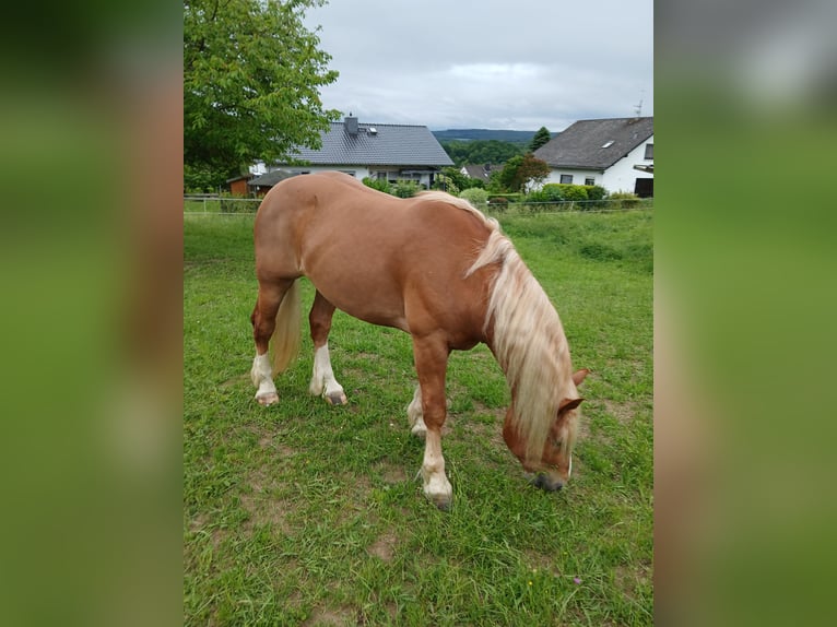 Süddeutsches Kaltblut Castrone 4 Anni 167 cm Sauro in Hüttenberg