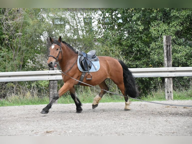Süddeutsches Kaltblut Castrone 4 Anni 168 cm Baio in Arnstorf