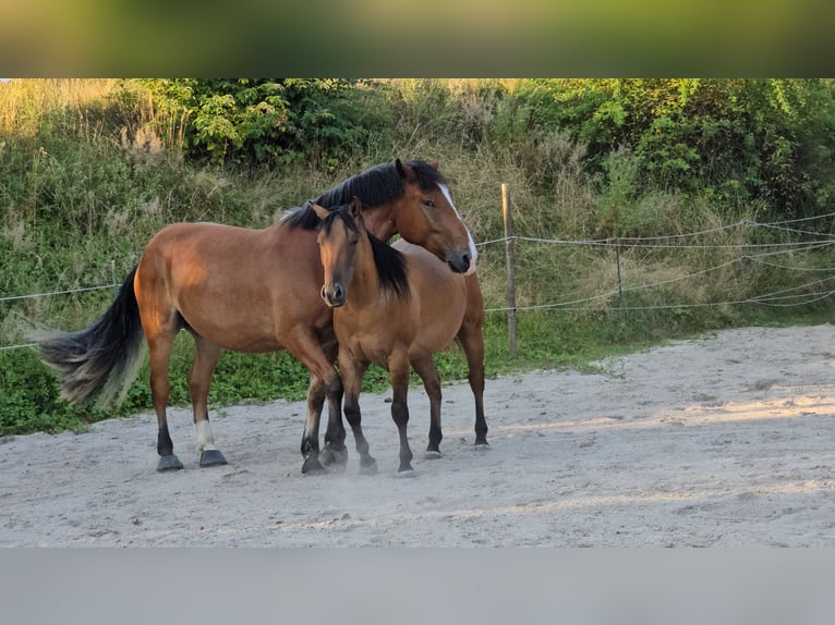 Süddeutsches Kaltblut Castrone 4 Anni 168 cm Baio in Stadlern