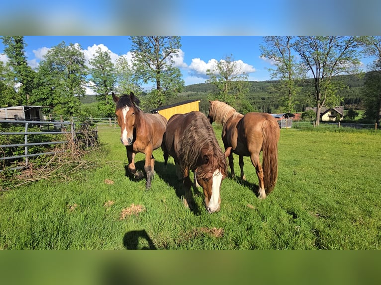 Süddeutsches Kaltblut Castrone 4 Anni 168 cm Baio in Stadlern