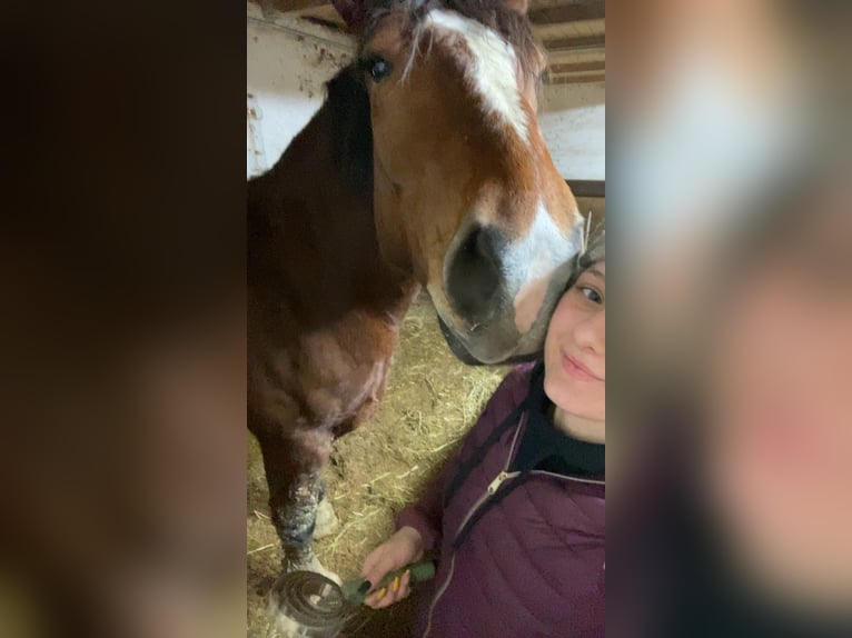 Süddeutsches Kaltblut Castrone 5 Anni 165 cm Baio in Aschbach